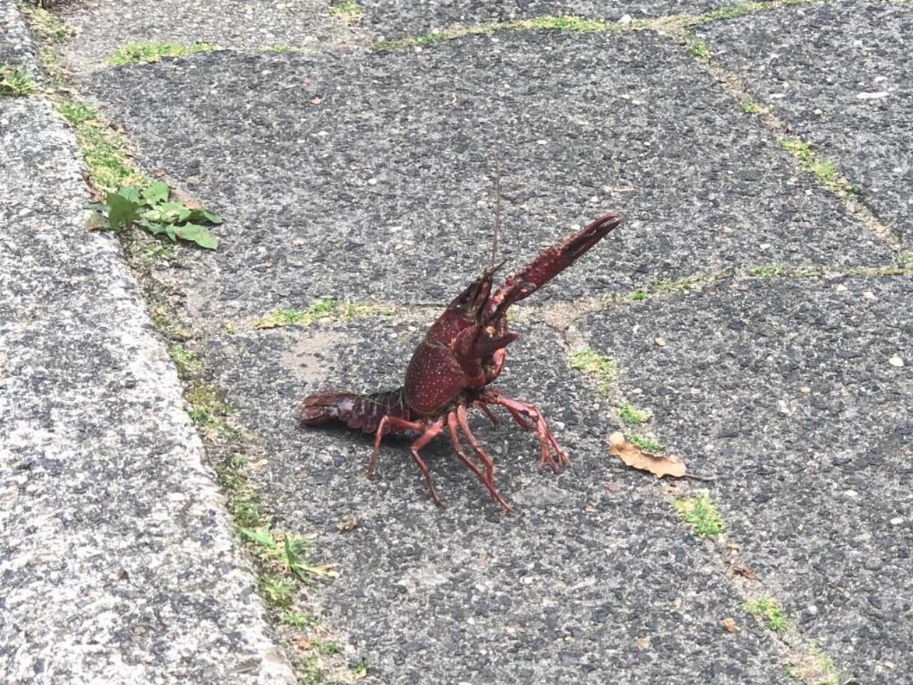 Wat richten die rivierkreeften eigenlijk aan?